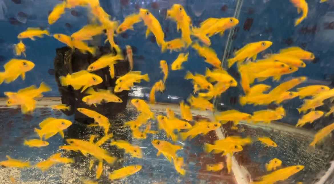 Lake Tanganyika Cichlids The Waterfront SLC