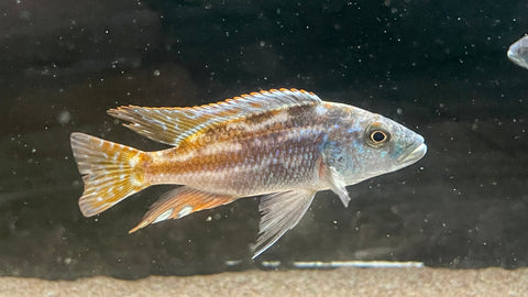 Fusco Cichlid (Nimbochromis fuscotaeniatus)