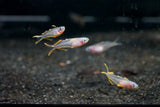 Furcata Rainbowfish (Pseudomugil furcatus)