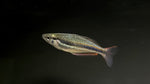 Goyder River Rainbowfish (Melanotaenia trifasciata)