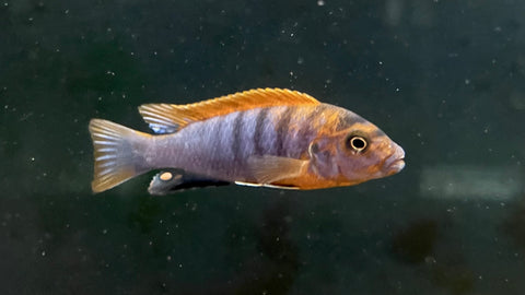Super Red Hongi (Labidochromis sp.)