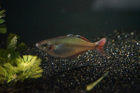 Bleher's Rainbowfish (Chilatherina bleheri) - Pair