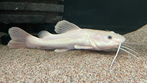 Phantom Redtail Catfish (Phractocephalus Hemioliopterus) - Medium