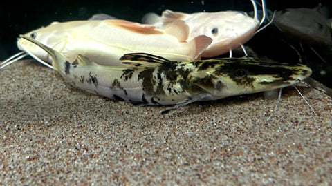 Golden Marble Tiger Shovelnose Catfish (Pseudoplatystoma Fasciatum) - WYSIWYG