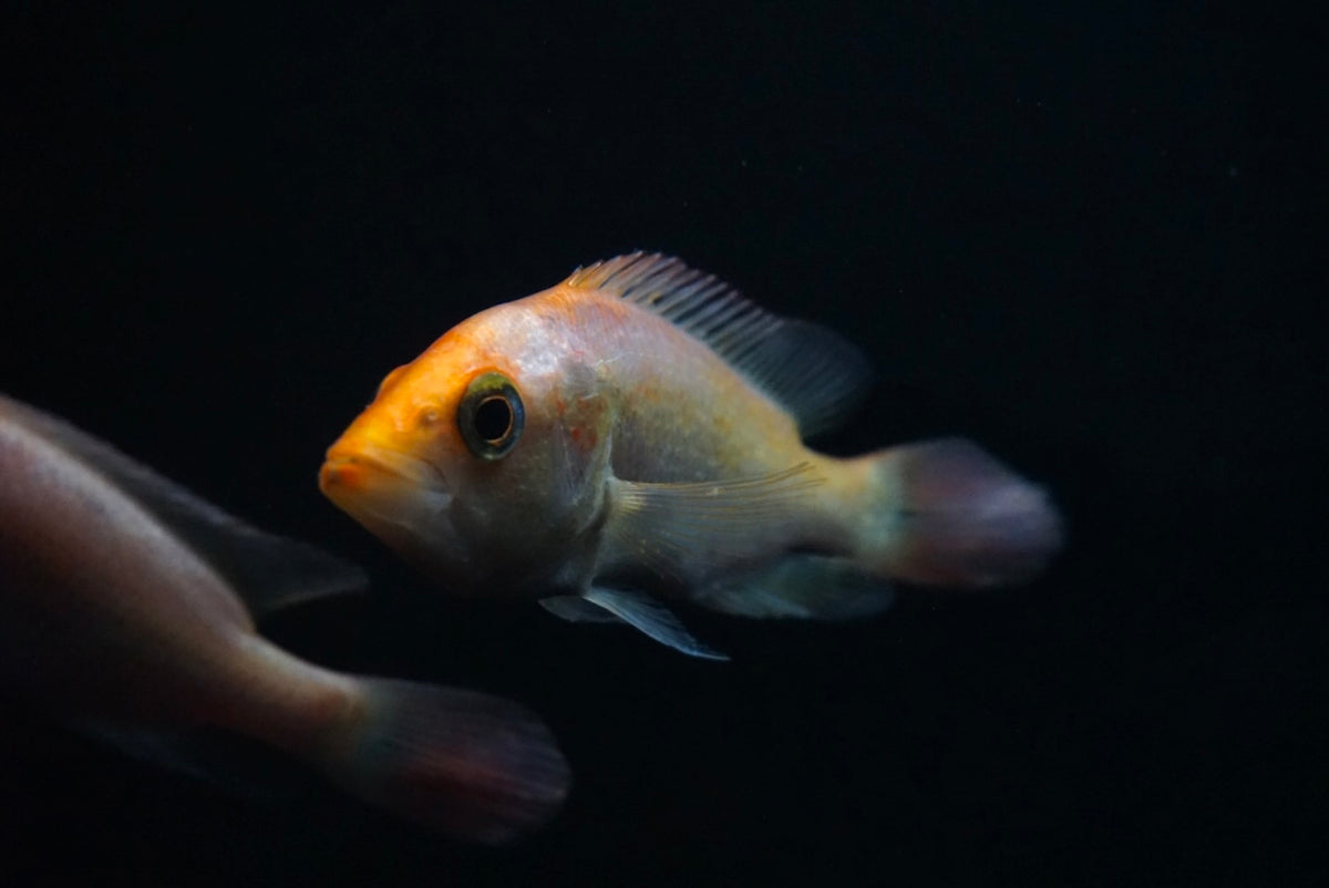 Red Bay Snook (Petenia splendida) The Waterfront SLC