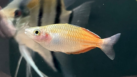 Boesemani Rainbowfish "Aytinjo" (Melanotaenia boesemani)