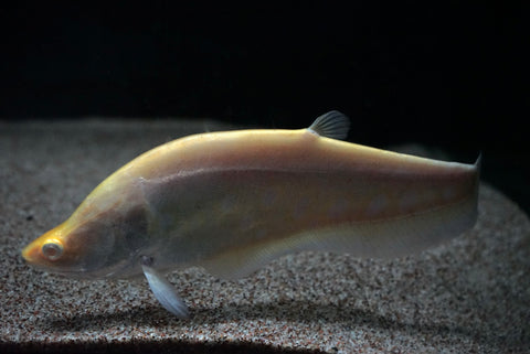 Albino Clown Knifefish (Chitala Ornata)
