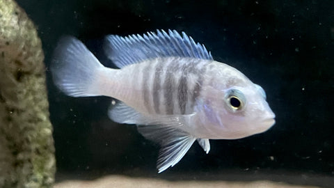 White Chisumulu Cichlid (Labidochromis chisumulae)