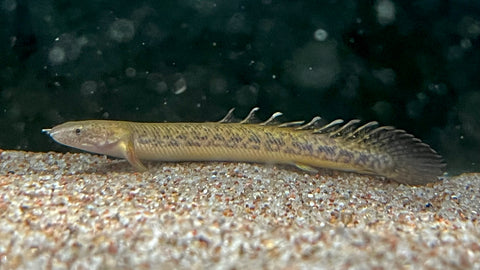 Teugelsi Bichir (Polypterus teugelsi) - xSmall
