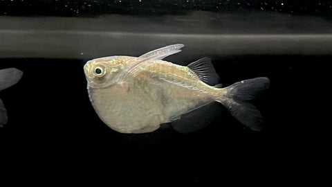 Silver Hatchet Fish (Thoracocharax stellatus)