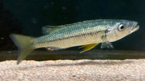 Malawi Barracuda (Rhamphochromis esox)
