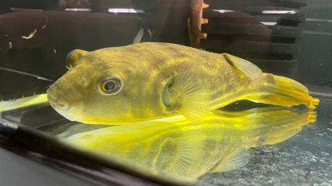 Fahaka Pufferfish - xLarge T57 WYSIWYG