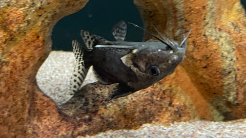 Giant Upside Down Catfish (Brachysynodontis Batensoda)