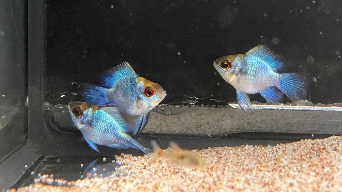 Electric Blue Balloon Ram (Mikrogeophagus ramirezi) The Waterfront SLC