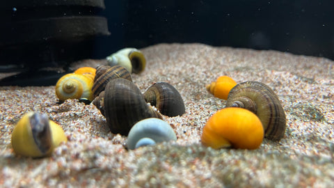 Mystery Snail (Pomacea bridgesii)