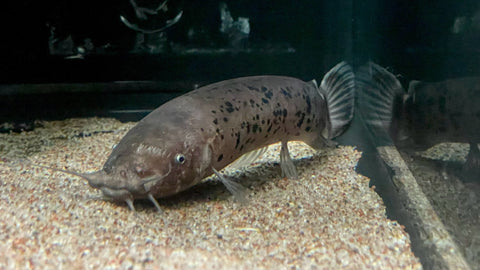 Electric Catfish (Malapterurus electricus)