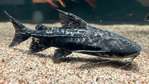 Granulosus Catfish (Pterodoras granulosus)