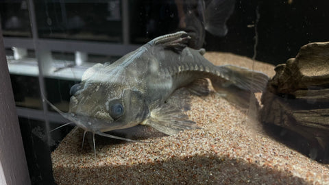 Rock Bacu Catfish (Lithodoras Dorsalis)