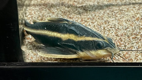 Striped Raphael catfish (Platydoras armatulus)