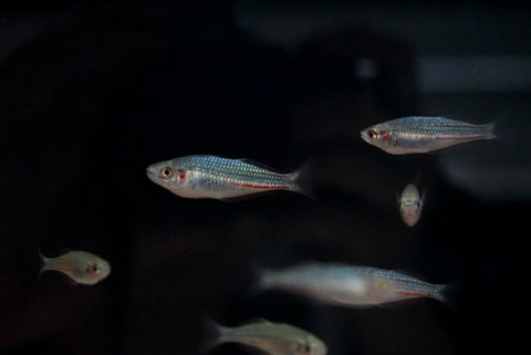 Crimson Spotted Rainbowfish "Snapper Creek"
(Melanotaenia duboulayi) - BUNDLE DEAL