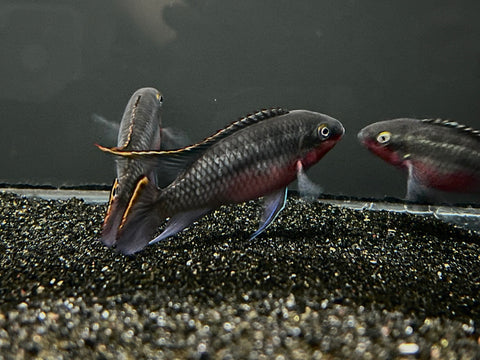 Super Red Kribensis (Pelvicachromis pulcher)