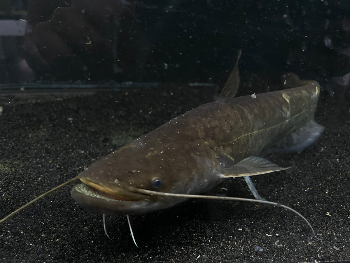 Wels Catfish Jumbo WYSIWYG The Waterfront SLC