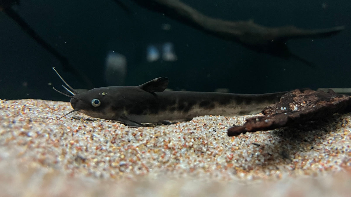 Piebald Eel Tail Cat (Neosilurus novaeguineae) RARE The Waterfront SLC