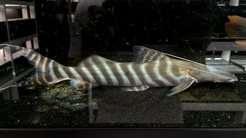 Tigrinus Catfish (Brachyplatystoma tigrinum) - WYSIWYG (CARGO ONLY)