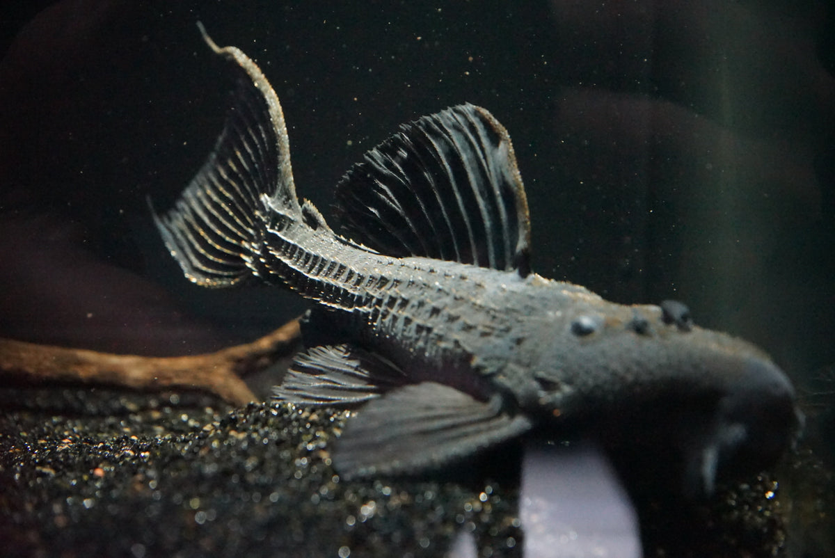 L-185 Xingu Spiny Monster Pleco (Pseudacanthicus sp.) – The