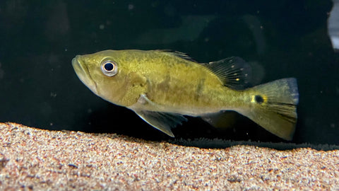 Shortbody Kelberi Peacock Bass (Cichla kelberi) - WYSIWYG