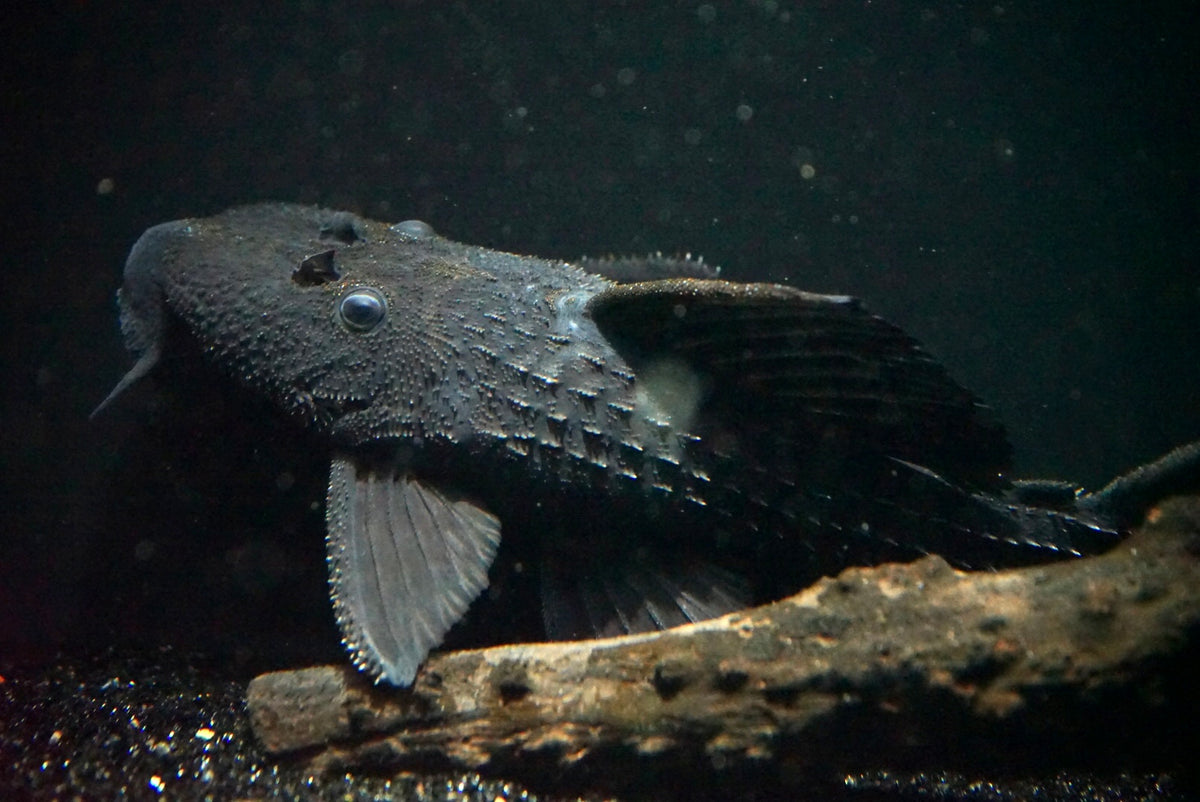 L-185 Xingu Spiny Monster Pleco (Pseudacanthicus sp.) – The