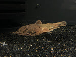 Chaca Chaca Catfish (Chaca bankanensis)