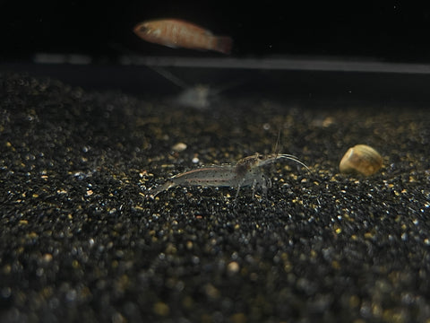Amano Shrimp (Caridina multidentata)