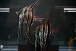 Altum Angelfish "Rio Orinoco" (Pterophyllum altum) - Group