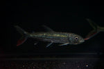 Vittatus Tigerfish (Hydrocynus vittatus)