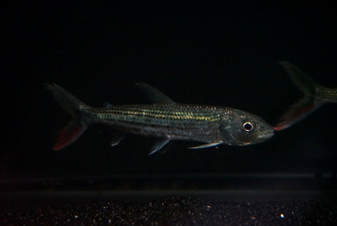 Vittatus Tigerfish (Hydrocynus vittatus)