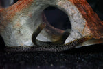 Tiger Moray (Gymnothorax polyuranodon) - Medium