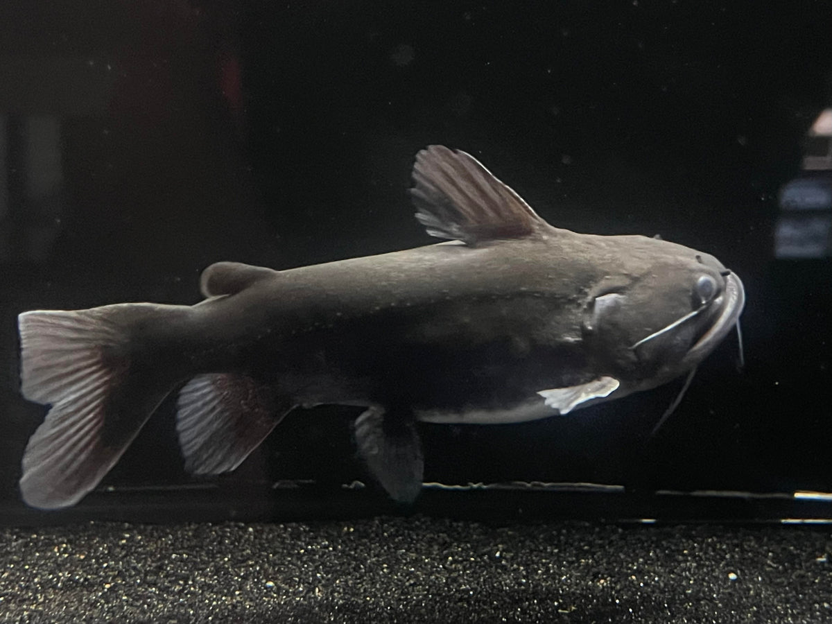 Gulper Catfish (Asterophysus batrachus) The Waterfront SLC