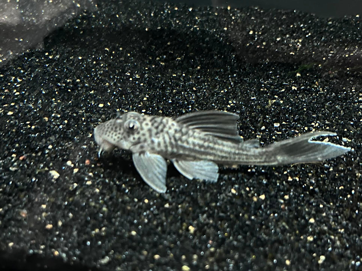 L-215 Silver Tapajos Pleco (Peckoltia snethlageae) – The