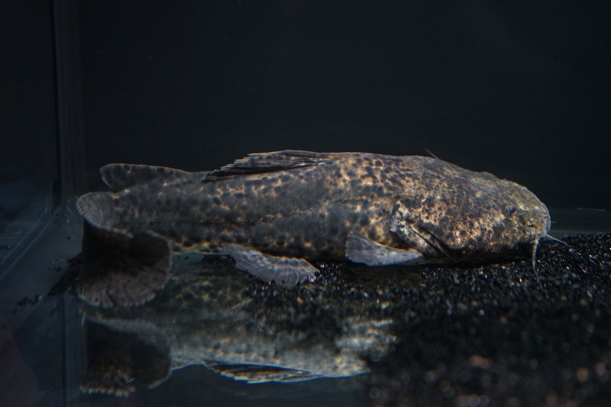 Jelly Catfish (Cephalosilurus apurensis) The Waterfront SLC