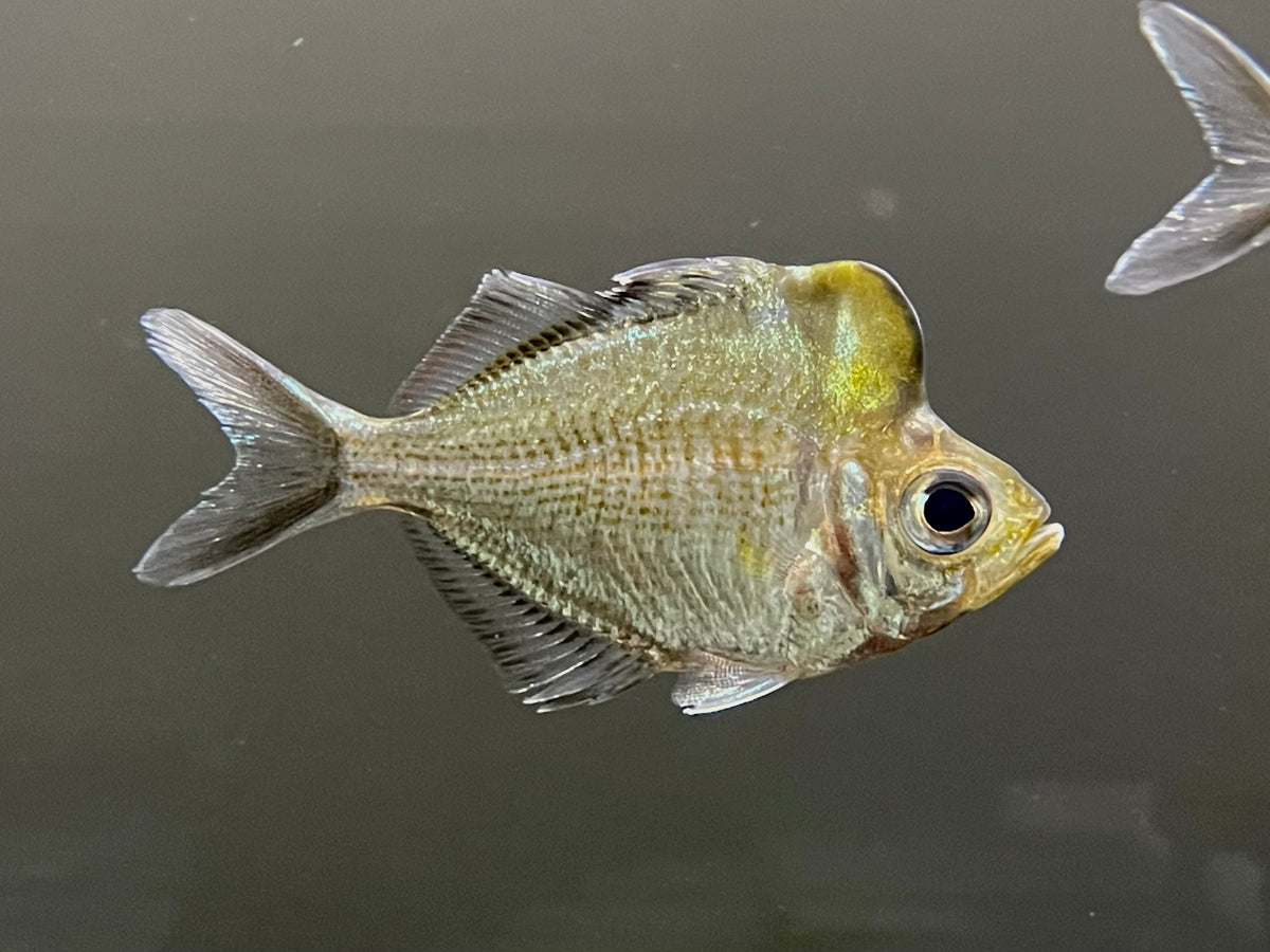 Humphead Glassfish (Parambassis pulcinella) – The Waterfront SLC