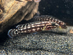 Julidochromis Marlieri - Small