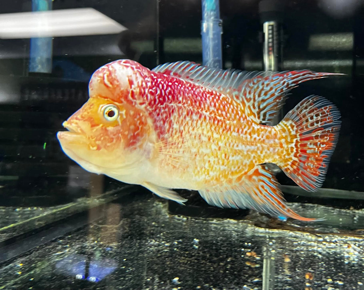 Flowerhorns And Hybrids The Waterfront SLC