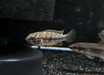 Apistogramma Caucatoides