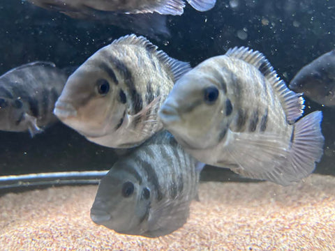 Convict Cichlid (Amatitlania nigrofasciata)