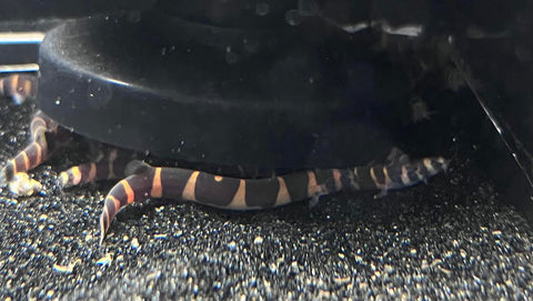 Giant Banded Kuhli Loach (Pangio myersi)