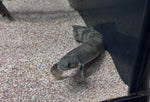 Mokelembembe Bichir (Polypterus mokelembembe)