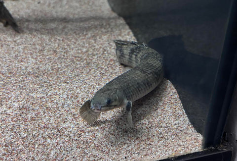 Mokelembembe Bichir (Polypterus mokelembembe)