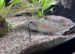Buffalo Head Cichlid (Steatocranus casuarius)