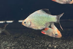 Platinum Green Tiger Barb (Puntius tetrazona)